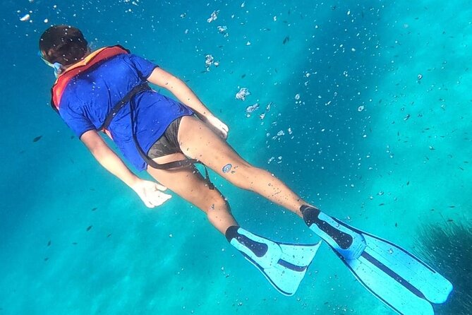 Dolphin Watching and Snorkeling in Figarolo in Sardinia - What the guides add to the trip