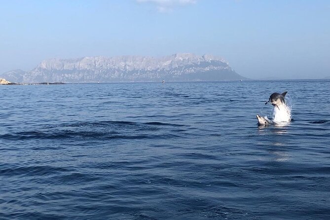 Dolphin Watching and Snorkeling in Figarolo in Sardinia - Is $84.69 a fair price?