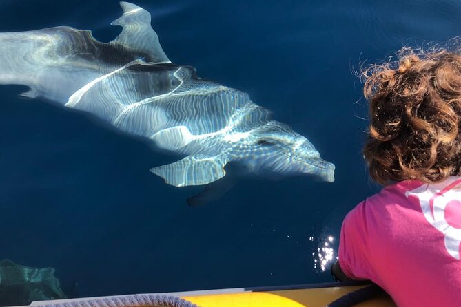 Dolphin Watching and Snorkeling in Figarolo in Sardinia - Timing, weather, and cancellation flexibility