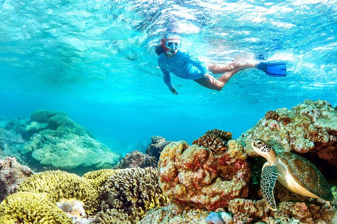 Dolphin Watching and Snorkeling Tour from Muscat - Who should book this Muscat boat trip?