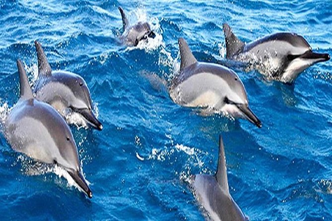 Dolphin Watching and Snorkeling Tour from Muscat - Looking for dolphins off Muscat