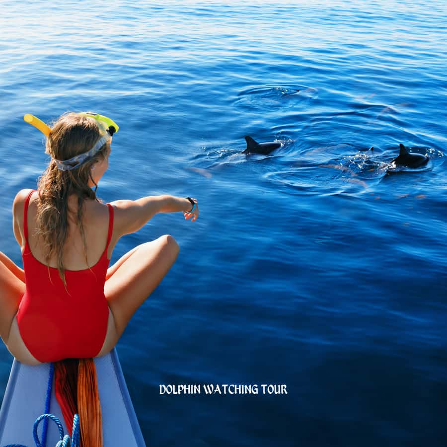 Dolphin Watching and Snorkeling Tour with Hotel Transfers - Key points to know before you book