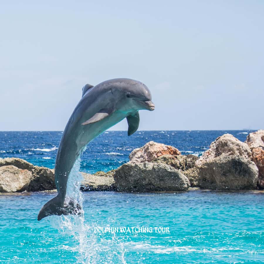 Dolphin Watching and Snorkeling Tour with Hotel Transfers - Snorkeling among coral reefs