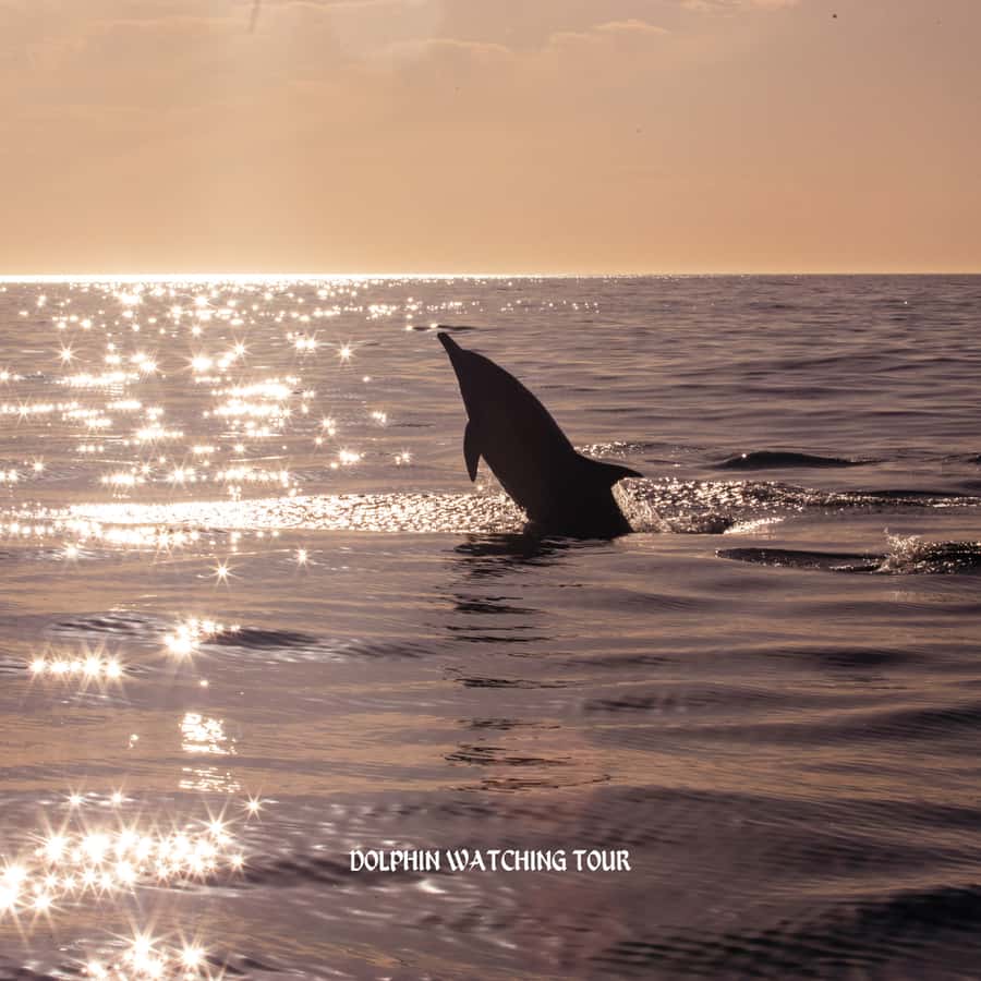 Dolphin Watching and Snorkeling Tour with Hotel Transfers - Practical planning for a comfortable outing