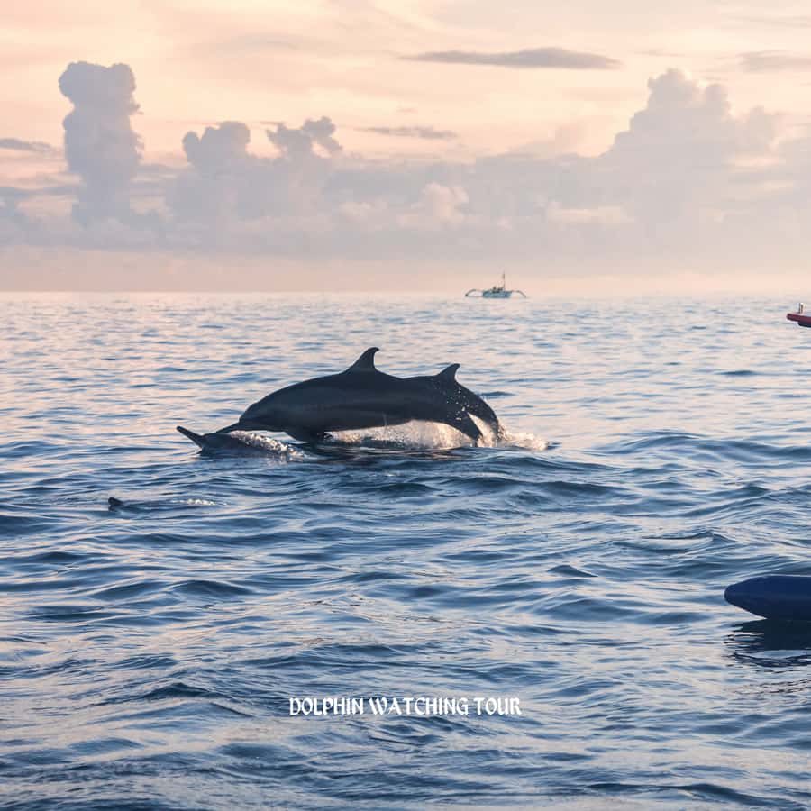 Dolphin Watching and Snorkeling Tour with Hotel Transfers - Three hours on the Gulf of Oman
