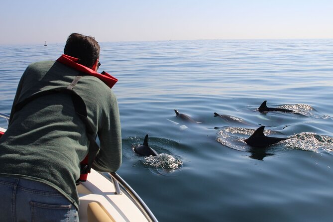 Dolphin watching and wildlife from Faro - Key points to know before booking