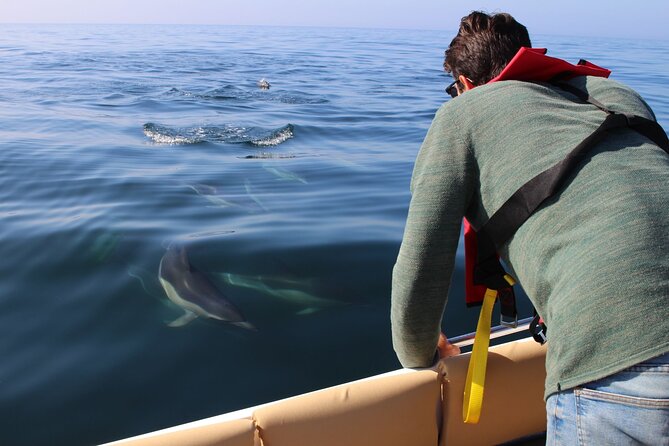 Dolphin watching and wildlife from Faro - Deserta and Farol add two different stops