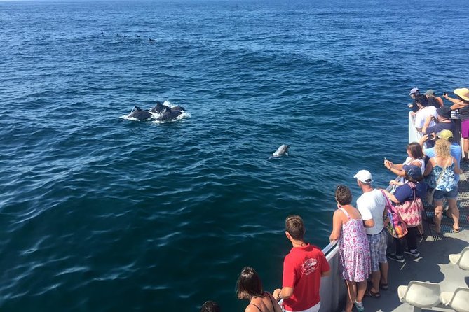 Dolphin Watching around Cape May - Key points at a glance