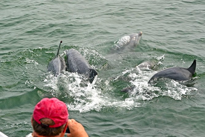 Dolphin Watching around Cape May - Why Cape May is a strong place for dolphin watching