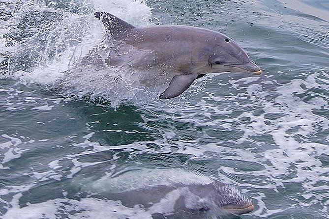 Dolphin Watching around Cape May - Higbee Beach, Sunset Beach, and the wider coast
