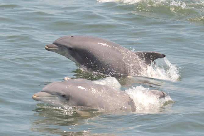 Dolphin Watching around Cape May - Delaware Bay and the changing light