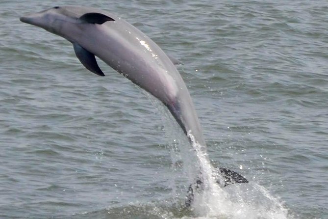 Dolphin Watching around Cape May - The captain, crew, and quality of the narration