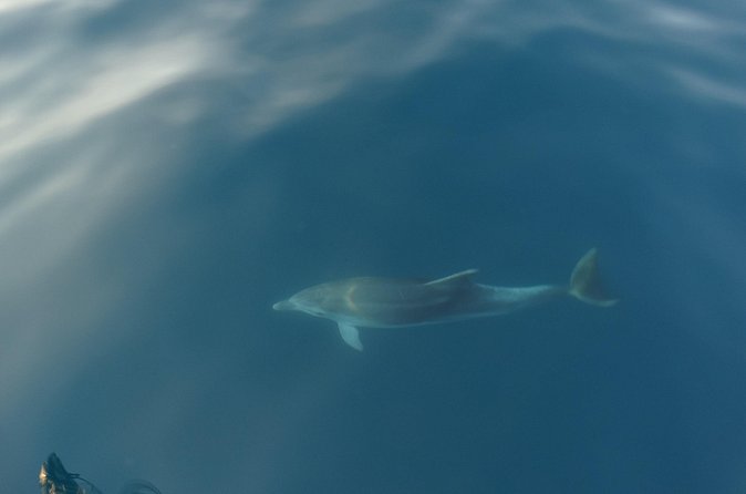 Dolphin Watching around Poreč Riviera with Boat Trip - Is $36.28 a fair price?