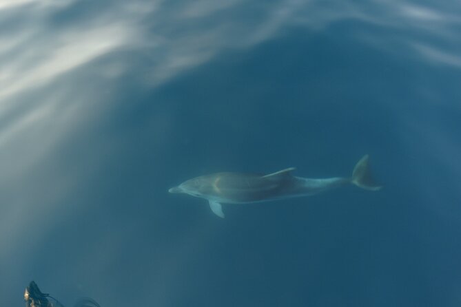 Dolphin Watching around Poreč Riviera with Boat Trip - Who will enjoy this boat ride most?