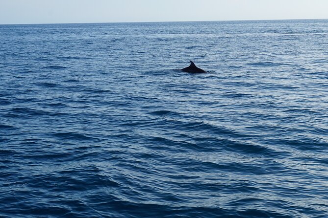 Dolphin Watching around Poreč Riviera with Boat Trip - Watching the water for dolphins