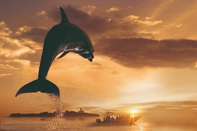 Dolphin Watching at Dawn in Alcúdia - Key points to know before booking