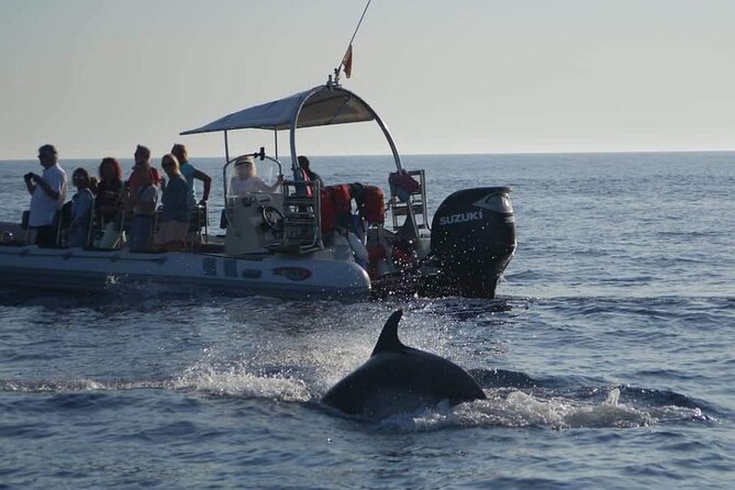 Dolphin Watching at Dawn in Alcúdia - Sunrise on the Bay of Alcúdia