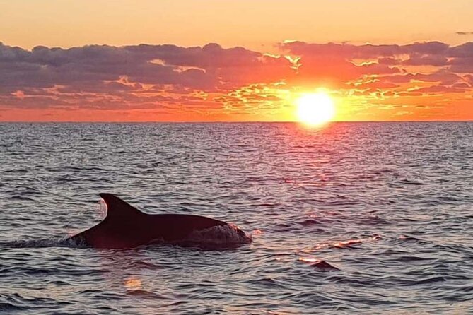 Dolphin Watching at Dawn in Alcúdia - Cape Formentor and the Tramuntana cliffs
