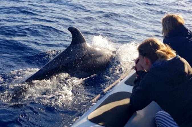 Dolphin Watching at Dawn in Alcúdia - Is the $102.84 price fair?