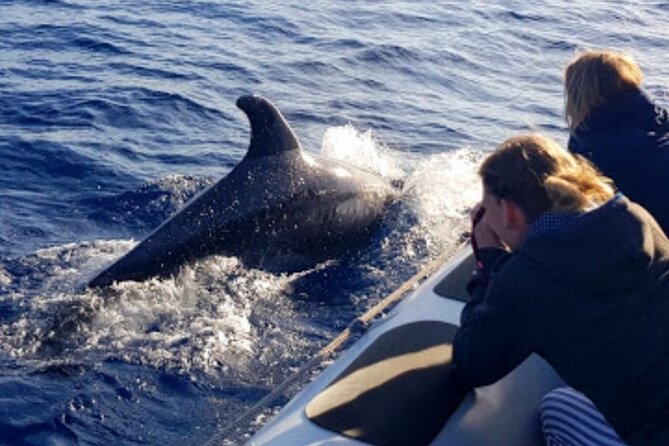 Dolphin Watching at Dawn in Alcúdia - Who will enjoy this morning most?
