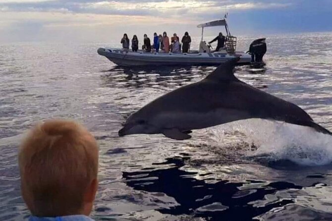 Dolphin Watching at Dawn in Alcúdia - Booking, weather, and the return to port
