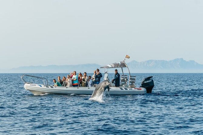 Dolphin Watching at Dawn in Alcúdia - Should you book Dolphin Watching at Dawn in Alcúdia?