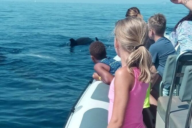 Dolphin Watching at Dawn in Alcúdia - Searching for dolphins in open water