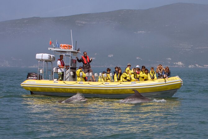 Dolphin Watching at the Arrabida (Lisbon region) - Setting out from the port near Sesimbra