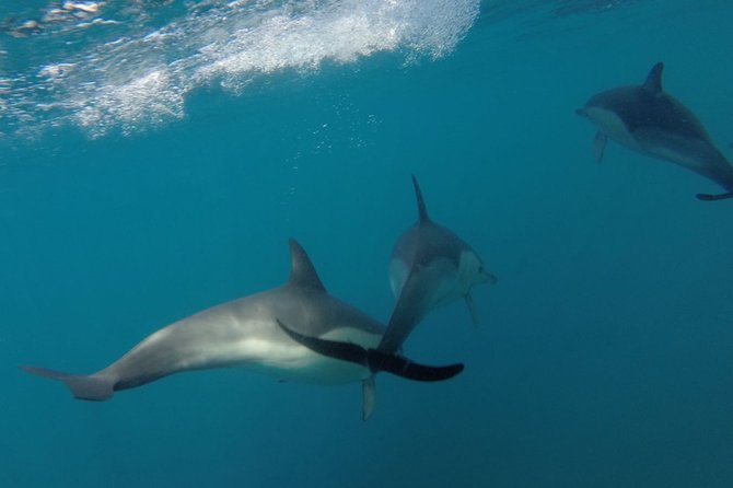 Dolphin Watching at the Arrabida (Lisbon region) - Watching dolphins without losing sight of the coast