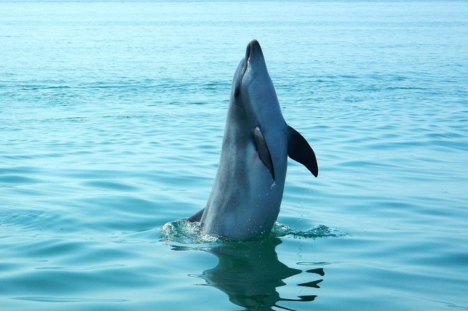 Dolphin Watching at the Arrabida (Lisbon region) - Returning along cliffs and isolated beaches