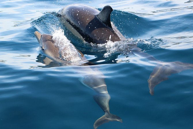 Dolphin Watching at the Arrabida (Lisbon region) - Who will enjoy this boat trip most?