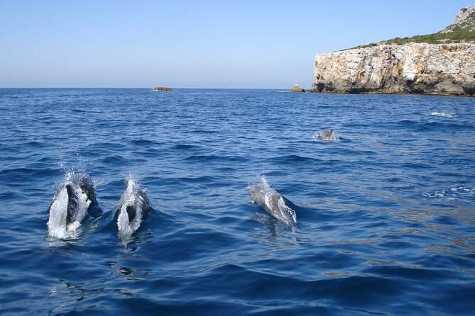 Dolphin Watching at the Arrabida (Lisbon region) - Booking, cancellation, and practical timing