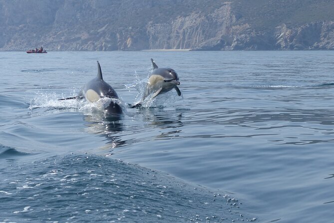Dolphin Watching at the Arrabida (Lisbon region) - From Lisbon’s Avenida da Liberdade to Sesimbra