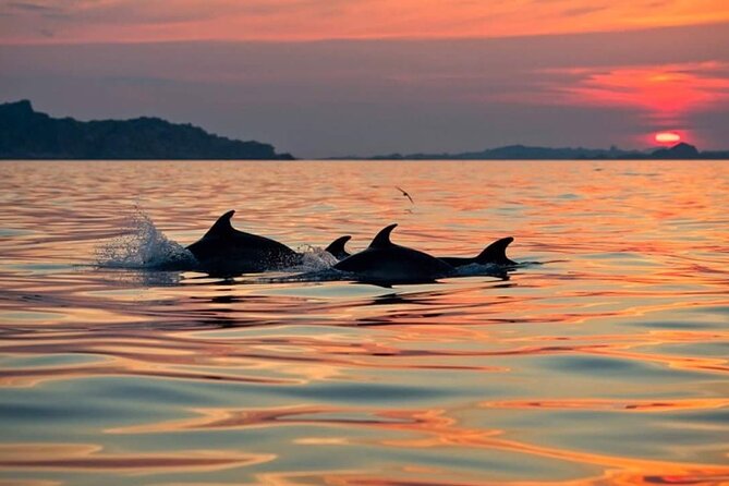 Dolphin Watching Boat Excursion to Figarolo Island from Olbia - Capo Figari’s caves, cliffs, and Indian Rock