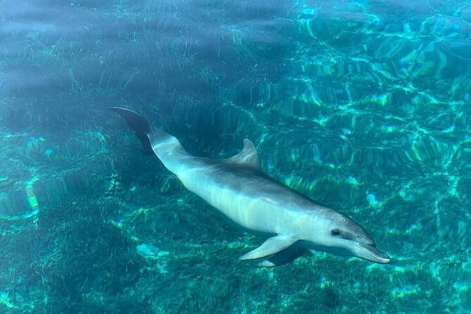 Dolphin Watching Boat Excursion to Figarolo Island from Olbia - Guides Antonio and Francesco
