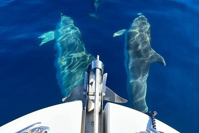 Dolphin Watching Boat Excursion to Figarolo Island from Olbia - Price, group size, and overall value