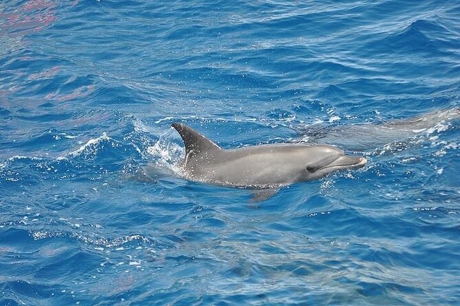 Dolphin Watching Boat Excursion to Figarolo Island from Olbia - Figarolo Island, Cala Moresca, and the swimming time