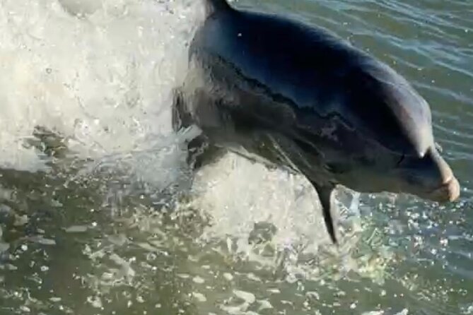 Dolphin Watching boat tour around Anna Maria Island - Key points to know before booking