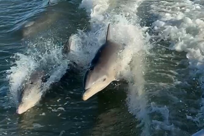 Dolphin Watching boat tour around Anna Maria Island - Why a private Anna Maria Island boat tour works well