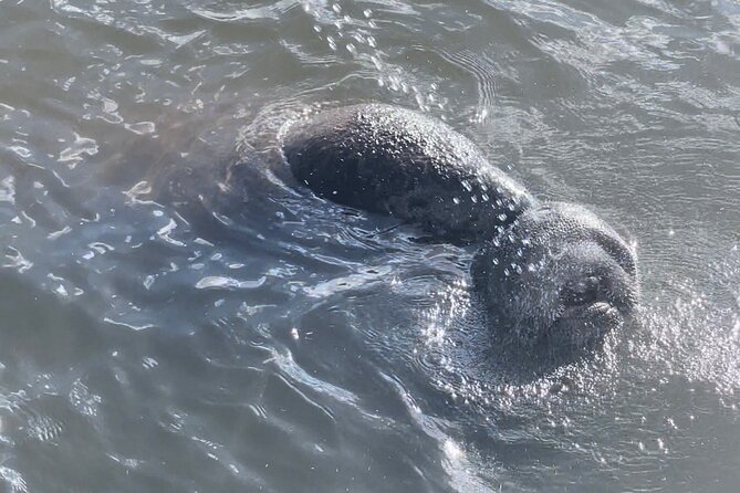 Dolphin Watching boat tour around Anna Maria Island - Bradenton Beach City Pier adds a familiar shoreline view