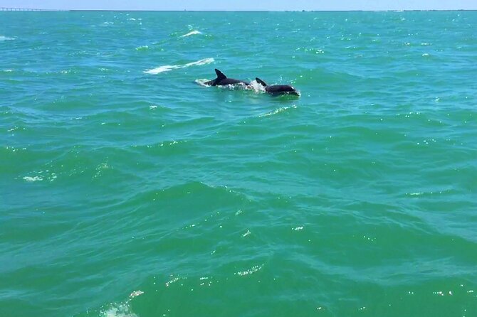 Dolphin Watching boat tour around Anna Maria Island - Anna Maria Island is the heart of the cruise