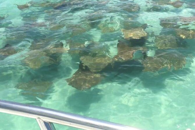 Dolphin Watching boat tour around Anna Maria Island - Longboat Key gives the route a wider coastal sweep