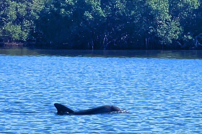 Dolphin Watching boat tour around Anna Maria Island - Coquina Beach is a scenic final stretch