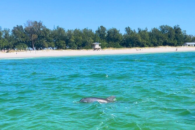 Dolphin Watching boat tour around Anna Maria Island - The boat’s practical comforts matter