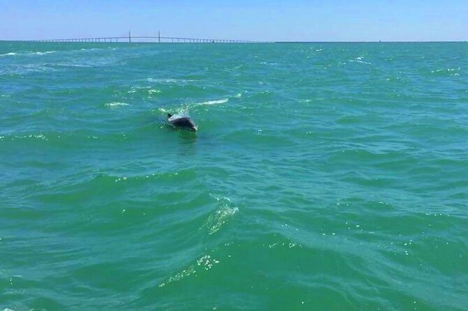 Dolphin Watching boat tour around Anna Maria Island - Starting at Palma Sola Causeway Boat Ramp