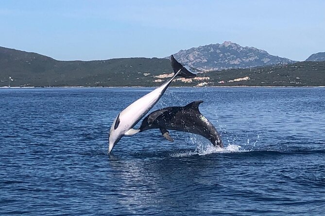Dolphin Watching Boat Tour from Olbia - Key points at a glance