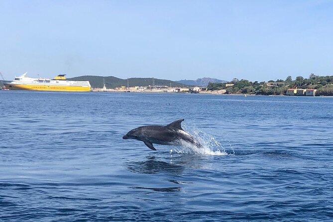 Dolphin Watching Boat Tour from Olbia - What the small group changes