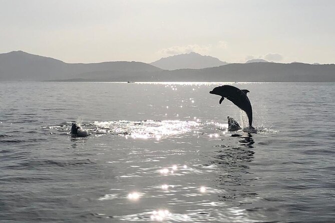 Dolphin Watching Boat Tour from Olbia - The guides and the value of the explanation