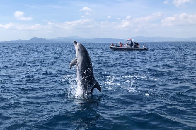 Dolphin Watching Boat Tour from Olbia - Is $47.06 a fair price for two hours?