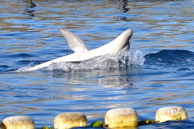 Dolphin Watching Boat Tour from Olbia - Who will enjoy this boat tour most